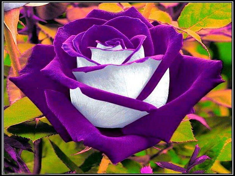 Rosa morada, preciosa, morada, flor, belleza, hermosa, blanca, Fondo de  pantalla HD | Peakpx