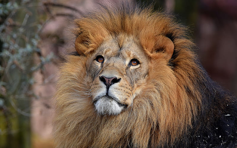 old lion, muzzle, predator, wildlife, lions, Africa, HD wallpaper