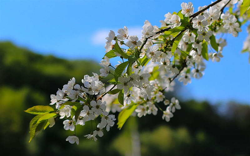 spring flowers, flowering apple tree, spring, blue sky, apple-tree branch, HD wallpaper