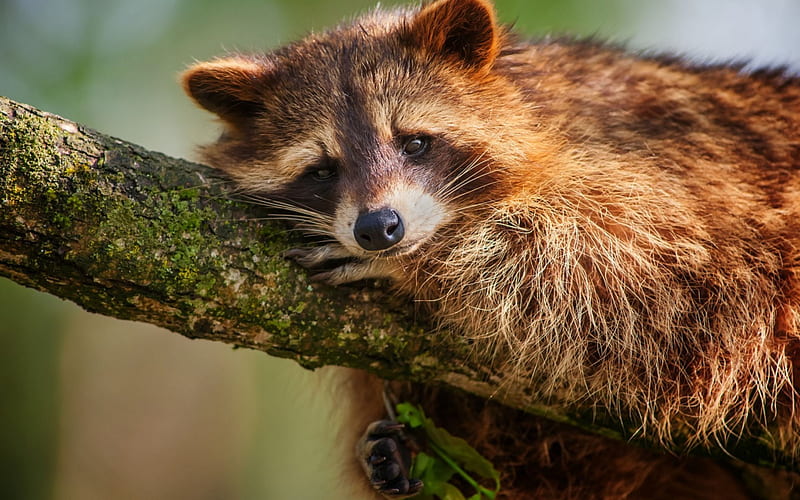 Sad Raccoon, paw, Bough, animal, HD wallpaper