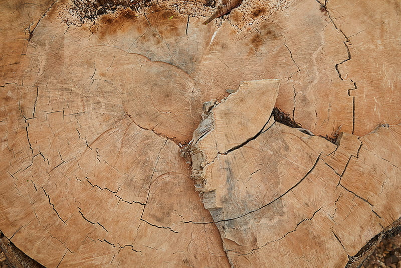 Abstract background of uneven rough cut of old tree with thin cracks and dry spots, HD wallpaper