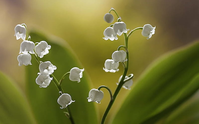 Lily of the valley, White, Lily, Flowers, Bouquet, HD wallpaper