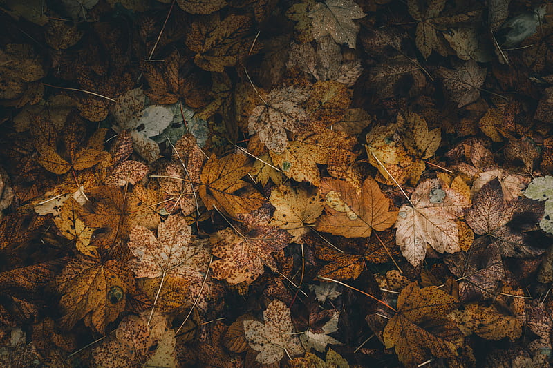 Foliage, autumn, buds, dry, leaf, leaves, HD wallpaper | Peakpx