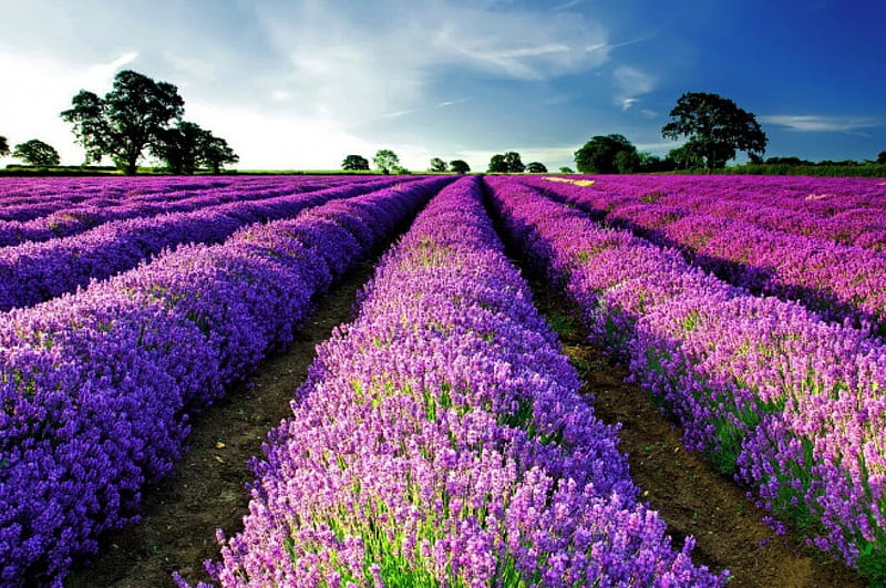 Purple field, pretty, lovely, scent, bonito, lavender, trees, fragrance, sky, clouds, purple, summer, rows, field, meadow, HD wallpaper