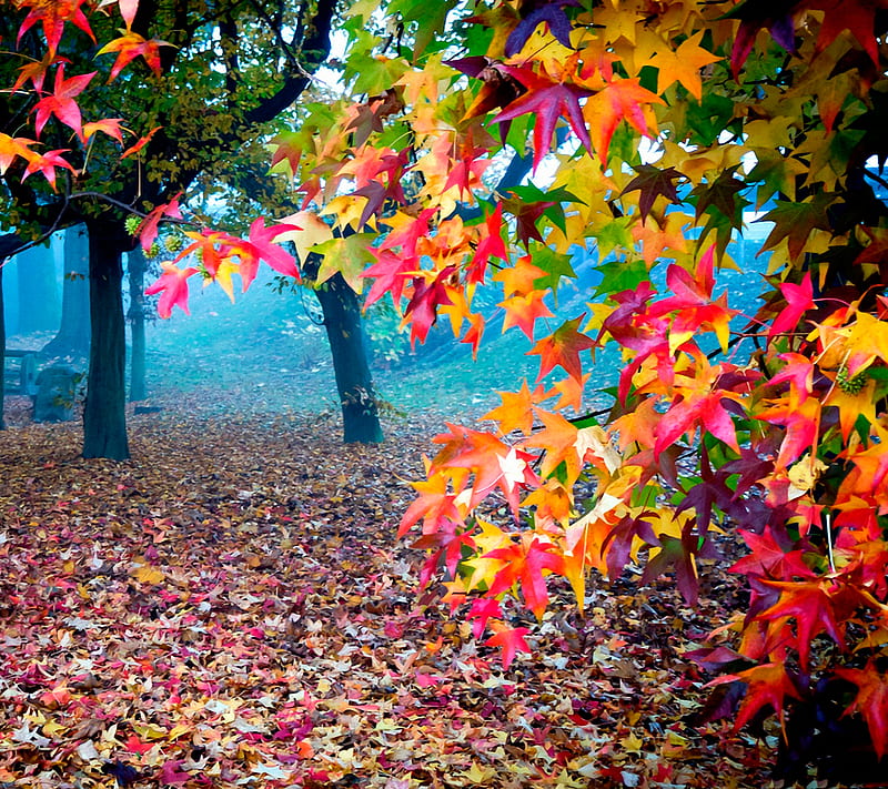 Autumn colors, colorful, nature, HD wallpaper