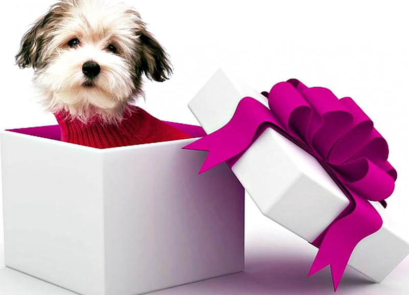 For you!, red, craciun, christmas, bow, valentine, gift, animal, cute