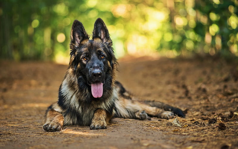 German Shepherd, bokeh, cute animals, forest, pets, summer, dogs, German Shepherd Dog, HD wallpaper
