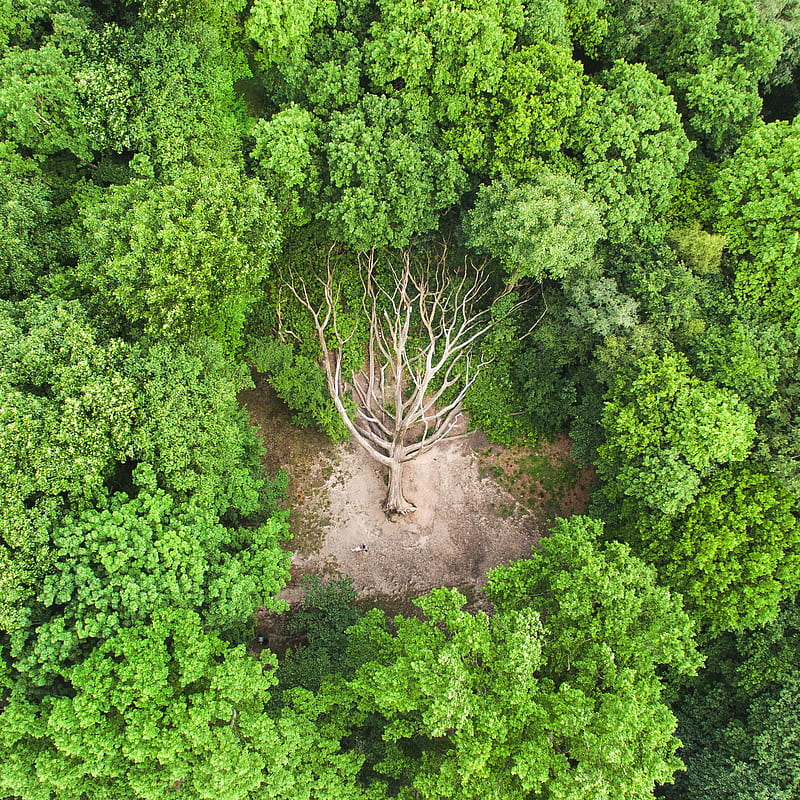 London, trees, green, Earth, forest, dirt, dead trees, nature, bird's eye view, HD phone wallpaper