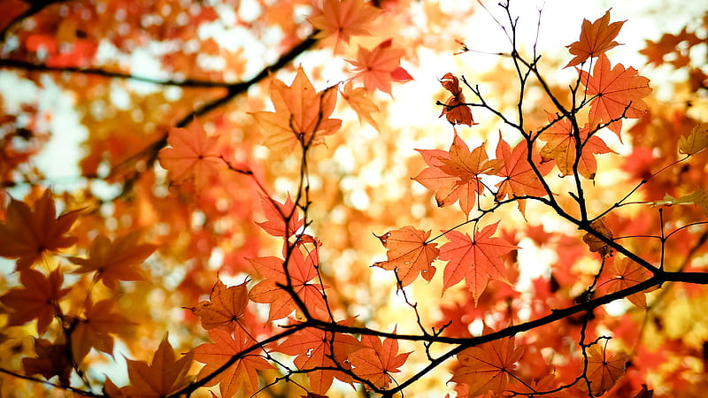 Earth, Leaf, Fall, Maple Leaf, Nature, HD wallpaper