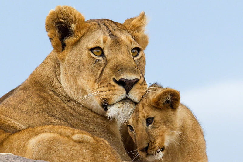 Lions family, The lioness, l love, small, materna, HD wallpaper | Peakpx