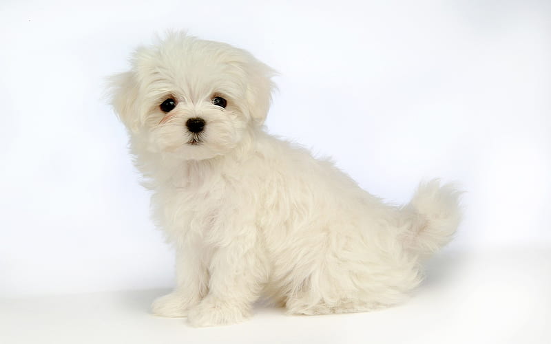 Lovely Little White Fluffy Puppy 30, HD wallpaper