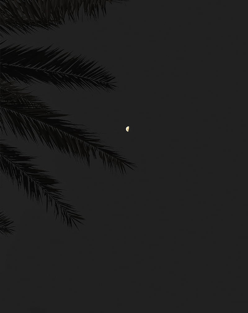 branch, moon, full moon, night, sky, HD phone wallpaper