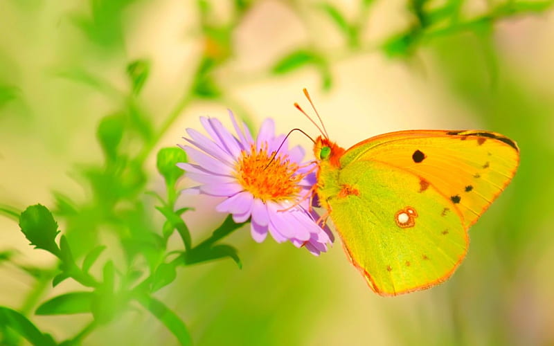 Butterfly, flower, wings, macro, HD wallpaper | Peakpx