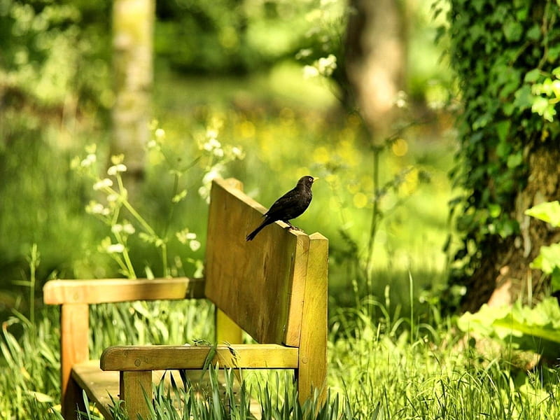 Blackbird on bench in the park, blackbird, grass, greenery, bench, bonito,  adorable, HD wallpaper | Peakpx