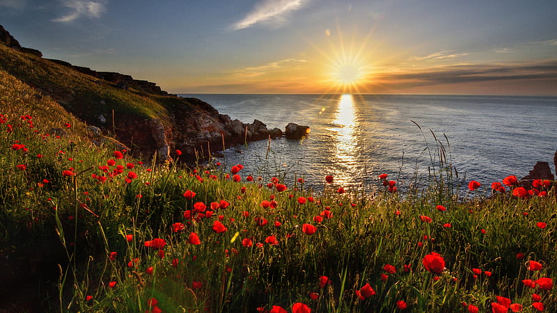 Coastline Horizon Ocean Poppy Red Flower Sunrays Background Reflection Nature, HD wallpaper