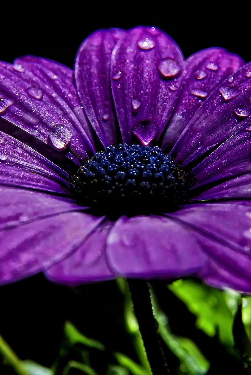 Flor violeta, paisaje, naturaleza, Fondo de pantalla de teléfono HD | Peakpx