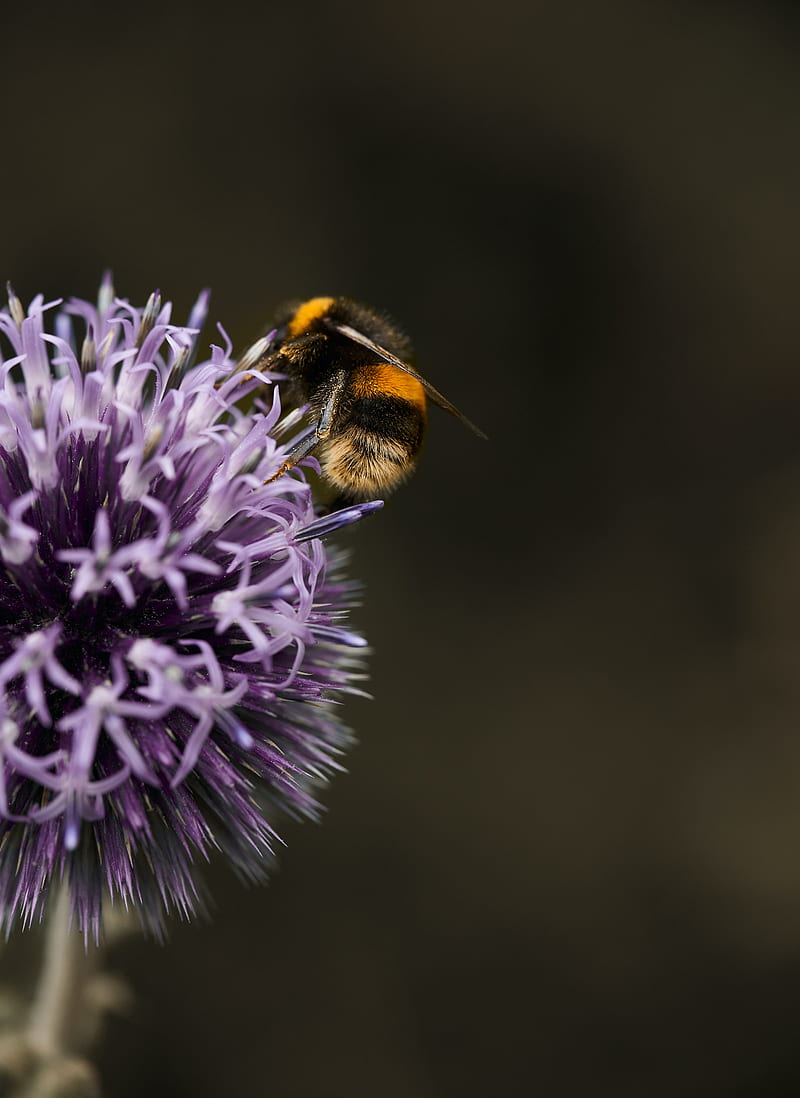 bumblebee, flower, insect, macro, HD phone wallpaper