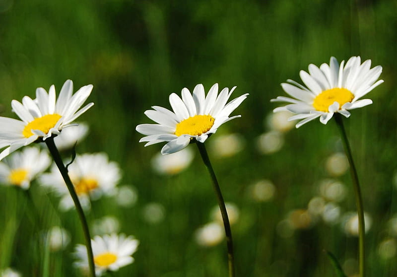 Daisies in The Field, daisies, white flowers, flowers, beauty, nature ...