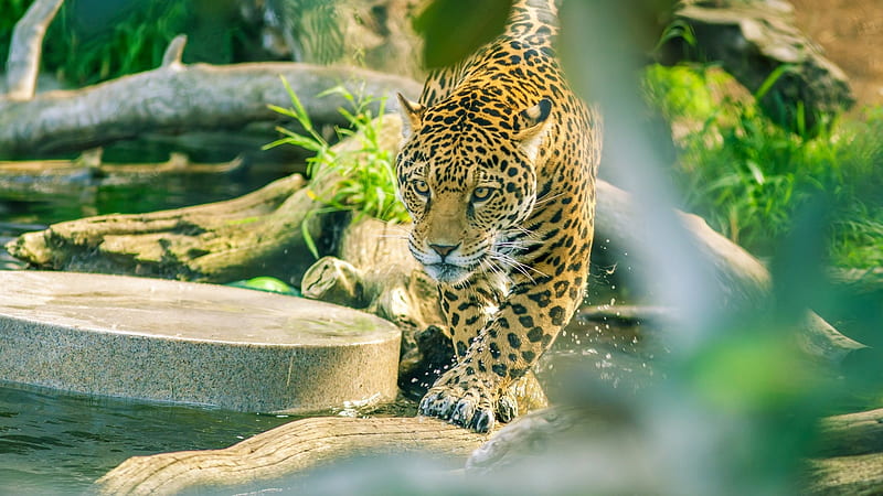 jaguar, sneaky walk, predator, big cats, Animal, HD wallpaper