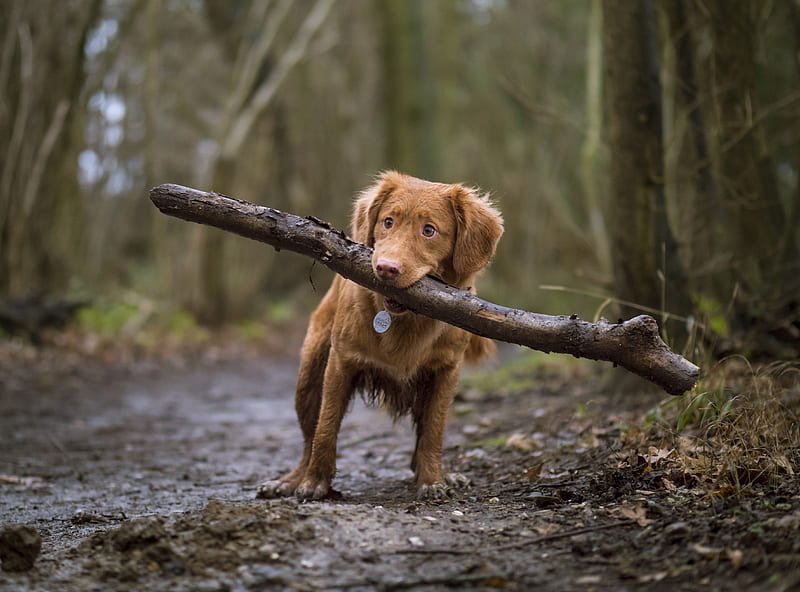 dog biting brown wood on road, HD wallpaper