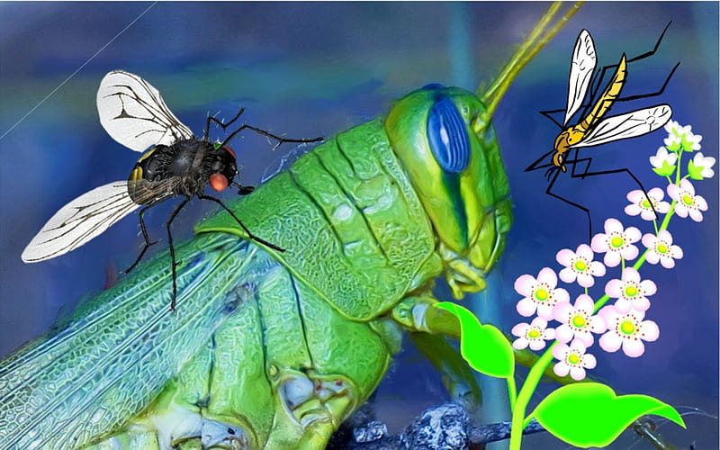 Coexistance, grasshopper, bugs, enhanced, artwork, HD wallpaper