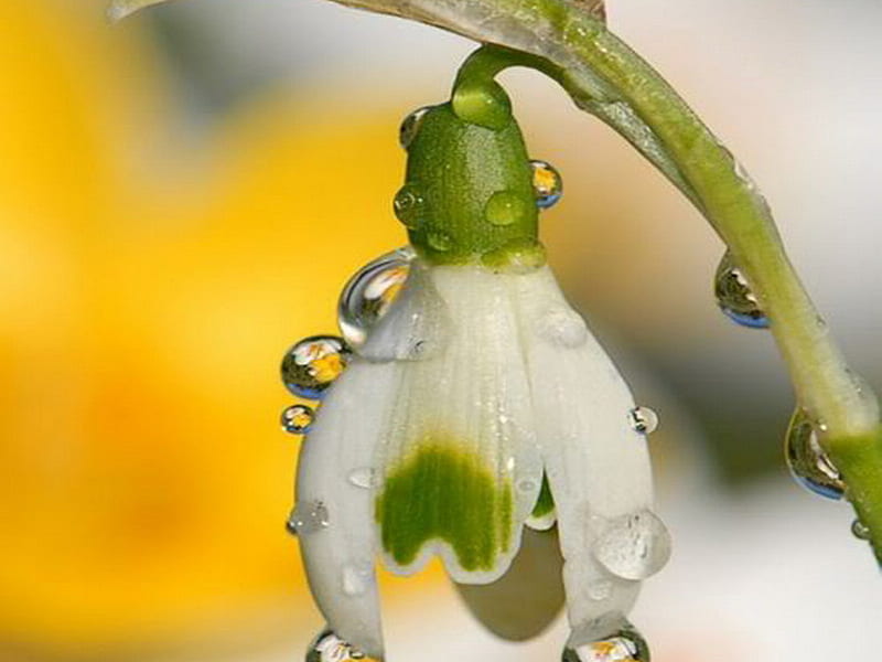 SnowDrop, dewdrops, flower, spring, petals, white, HD wallpaper