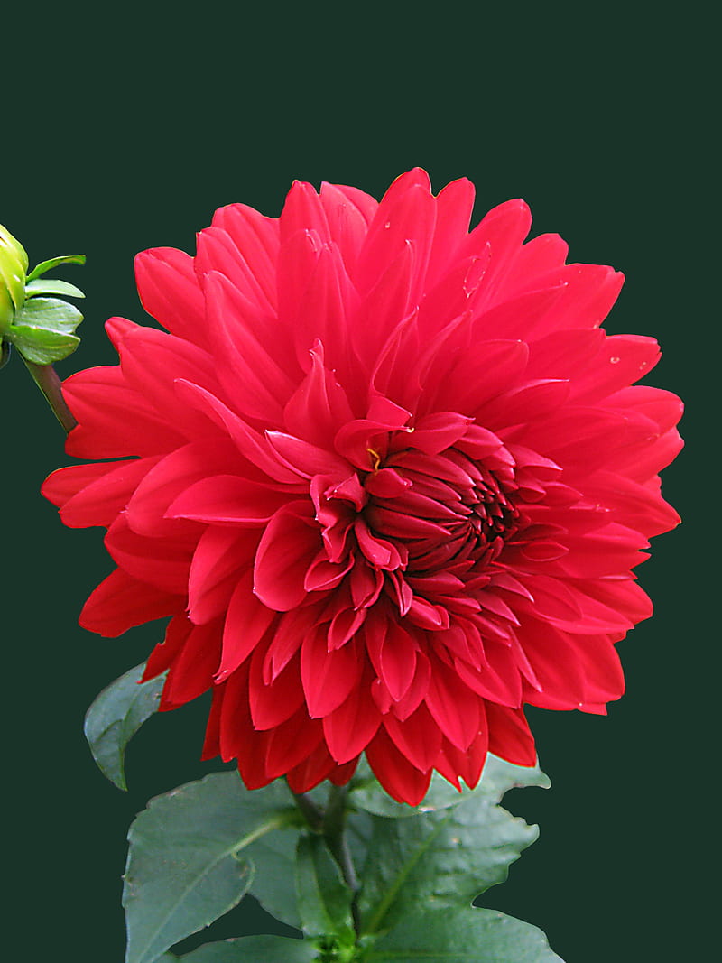 Red Dahlia, bonito, color, flower, rose, HD phone wallpaper