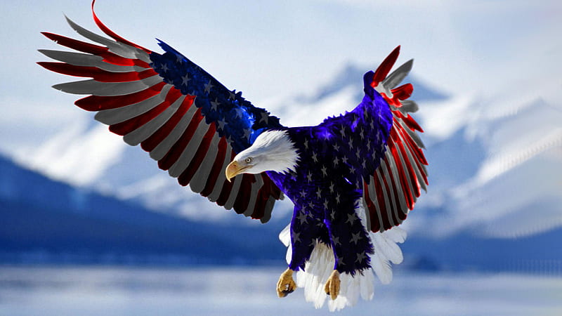 BORN IN THE U.S.A !, hawk, bird, usa, glorious, HD wallpaper