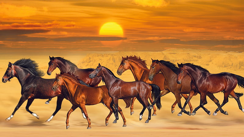 Seven Horses Are Running On Sea Sand During Sunset Beautiful, HD wallpaper  | Peakpx