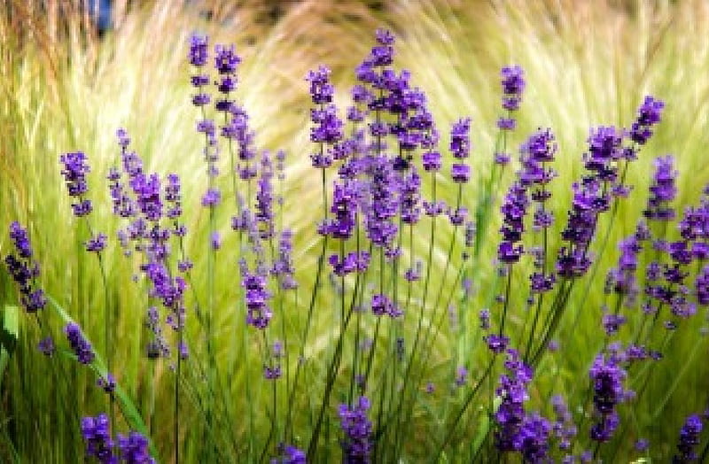 Lavender, sharpen, flower, flowers, blur, nature, field, HD wallpaper