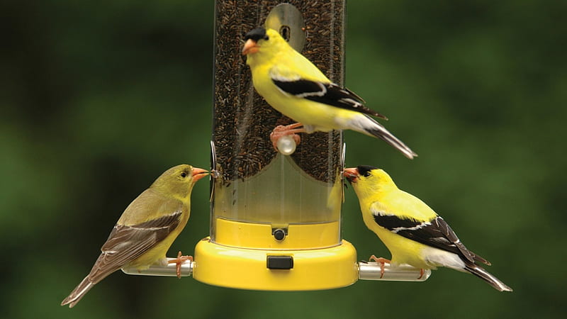 Three Goldfinch, feeder, bright, birds, goldfinch, canaries, HD wallpaper
