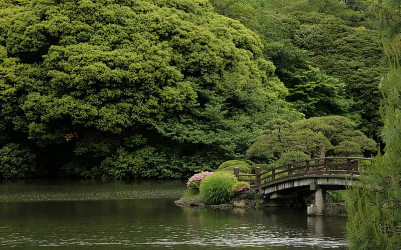 Japanese Garden, japan, japanese, shinjuku, tokyo, garden, nature, lake, HD wallpaper