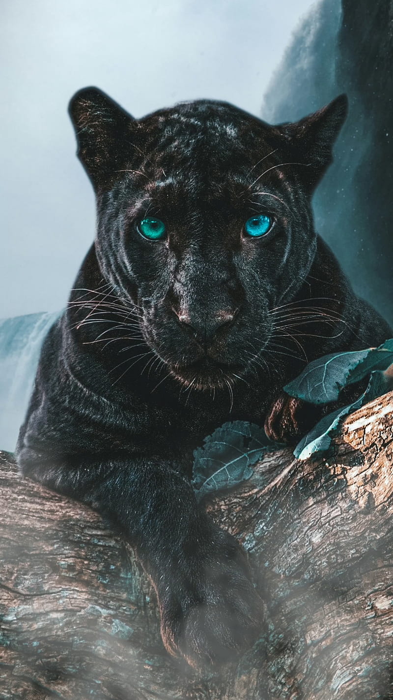 panther animal, cat, eyes, r, predator, HD phone wallpaper