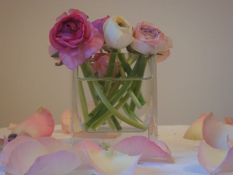 ranunculus vase, red, still life, ranunculus, purple, flowers, vase, pink, HD wallpaper