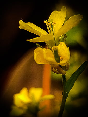 HD yellowflowers wallpapers | Peakpx