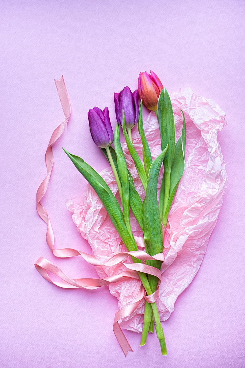 tulips, flowers, bouquet, purple, pink, HD phone wallpaper