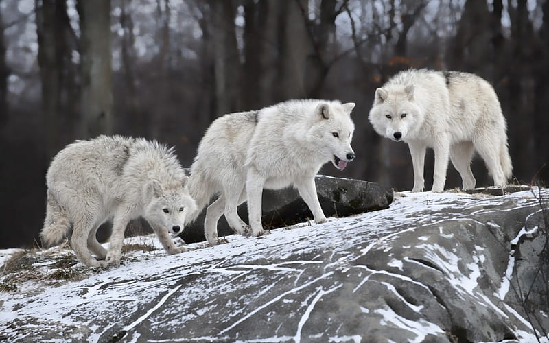Wolf, jungle, snow, animal, HD wallpaper Wolf, jungle, snow, animal, HD wallpaper