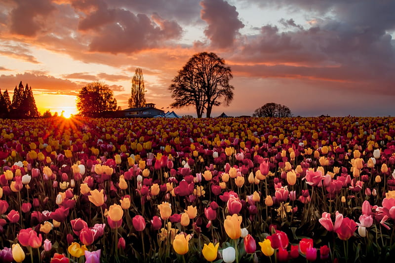 Tulips at Sunset, tree, sun, flowers, clouds, sky, HD wallpaper