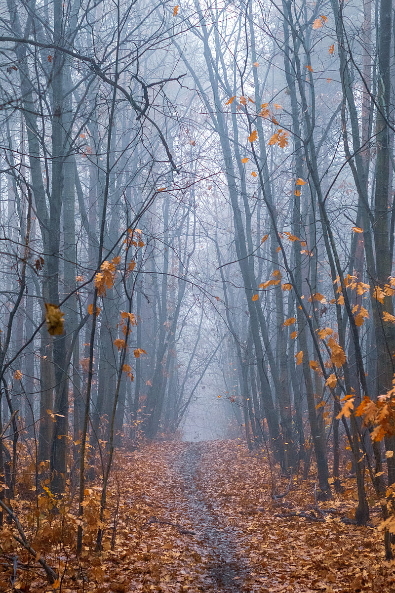 path, forest, fog, trees, autumn, HD phone wallpaper