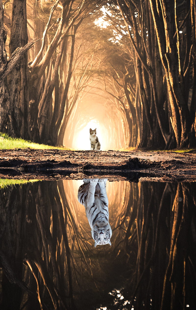 REFLECTION, SHERIF, animal, cat, forest, light, tiger, tree, water, HD phone wallpaper