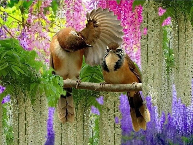 Beautiful wisteria tree & birds, pretty, lovely, birds, beautiful colorful colors, bonito, wisteria, tree, purple, nature, white, pink, HD wallpaper