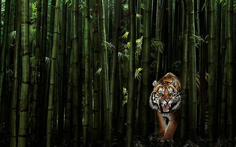 Tiger in the bamboo forest, bamboo forest, art, growl, tiger, HD wallpaper