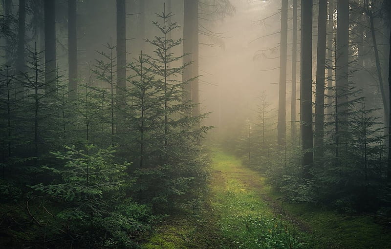 Fog, forest, tree, mist, HD wallpaper | Peakpx