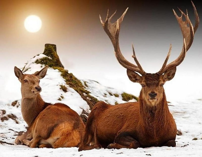 Family Deers, o, fericita, famile, iarna, HD wallpaper