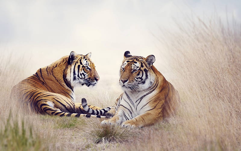 2 tigers, cool, tigers, fun, cats, animals, HD wallpaper