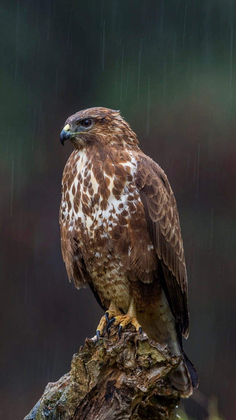 Falcon, animal, bird, brown, nature, rain, HD phone wallpaper