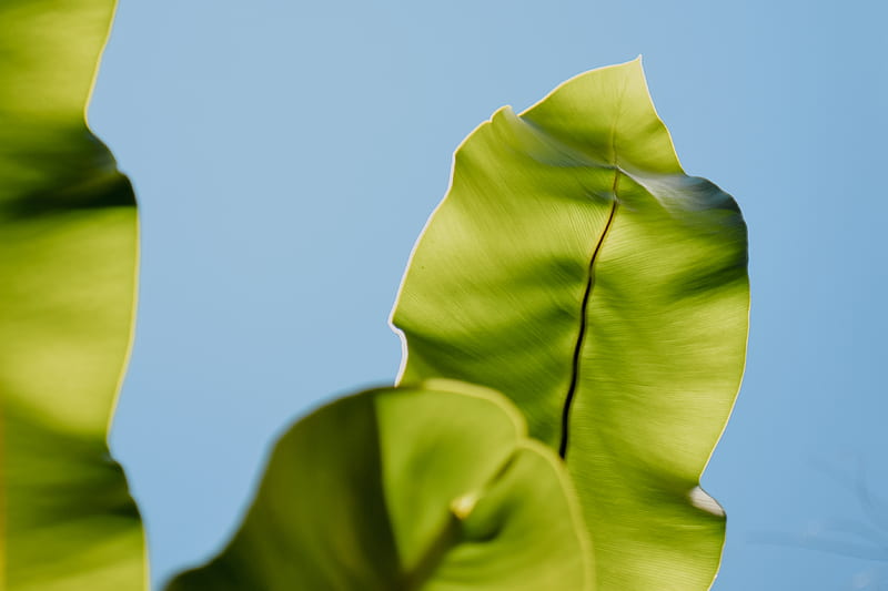 Green Leaf Under Blue Sky During Daytime Hd Wallpaper Peakpx