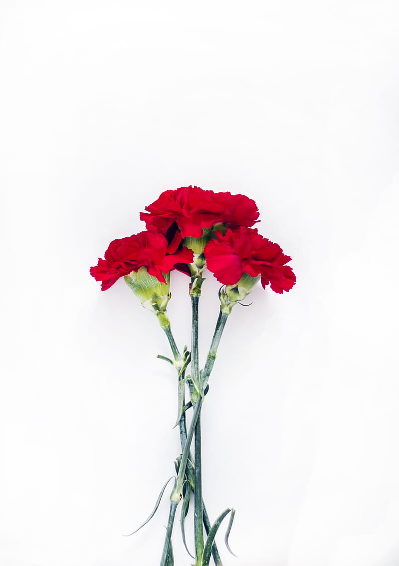 Flatlay graphy of Red Carnations, HD phone wallpaper