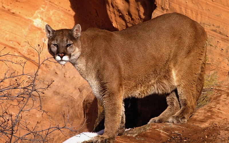 walk in the mountain cougar-Nature wild animals Featured, HD wallpaper