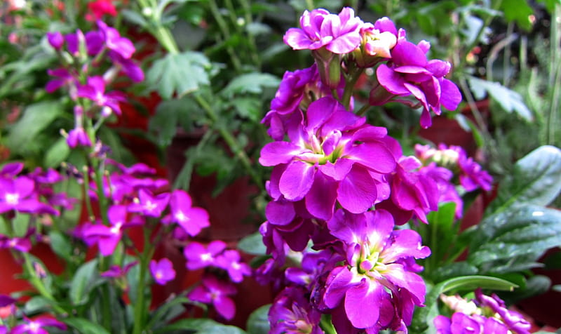 Vibrant flowers, brightly colored, bonito, purple, HD wallpaper